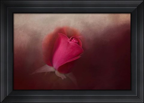 Framed First Red Rose Print