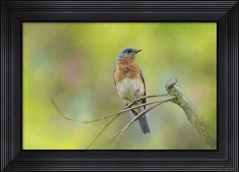 Framed Bluebird On A Spring Day Print