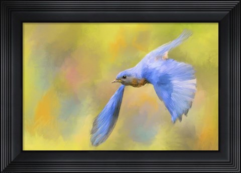 Framed Bluebird Spring Flight Print