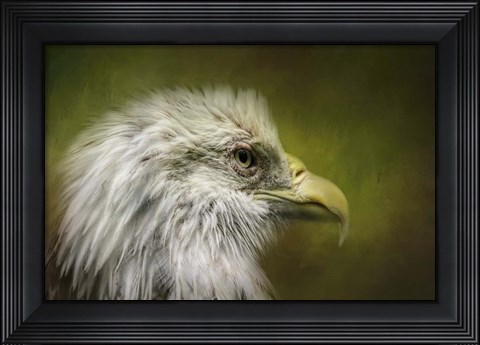 Framed Bald Eagle In The Grove Print