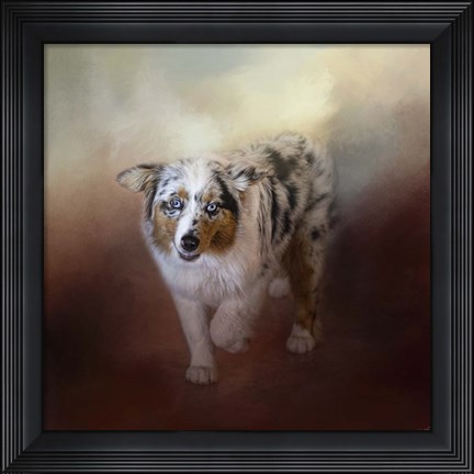 Framed Ball Of Energy Australian Shepherd Print