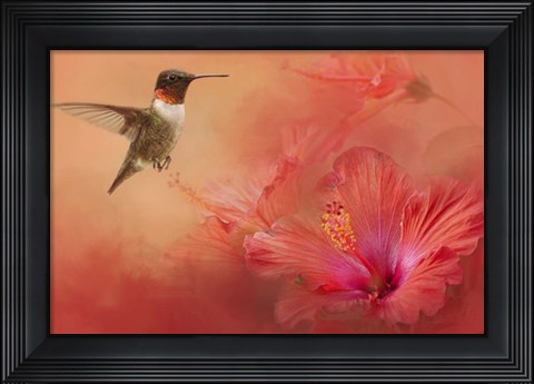 Framed Hummingbird and Peach Hibiscus Print