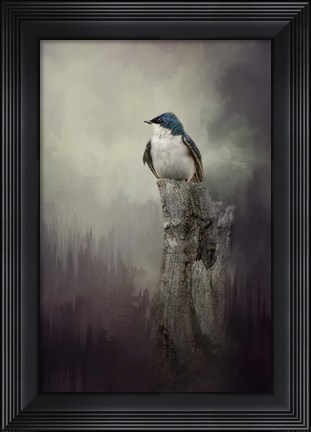 Framed Resting Tree Swallow Print