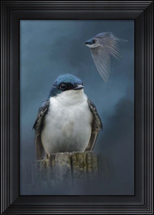 Framed Beautiful Tree Swallow Print