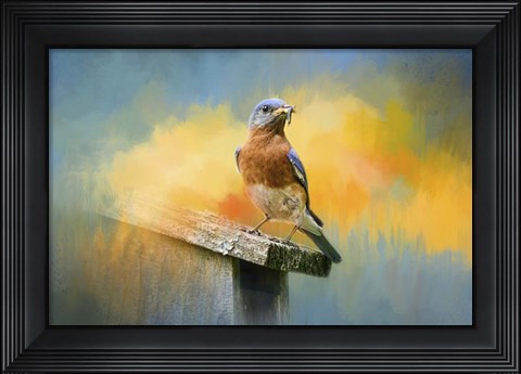 Framed Bluebird Mealtime Print