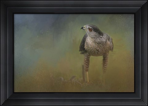 Framed Evening Hawk Print