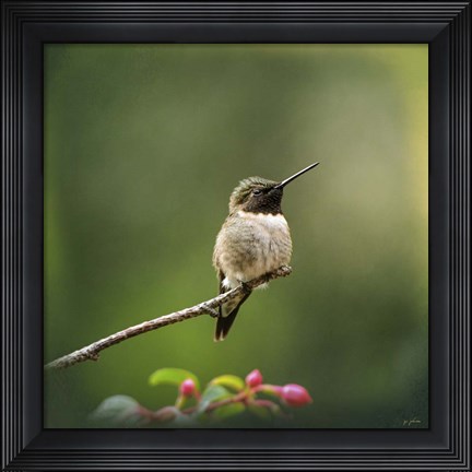 Framed Hummingbird In The Garden Print