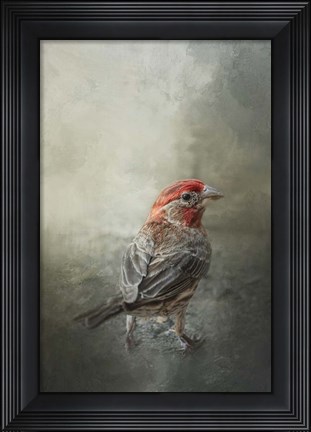 Framed Little Red After The Storm Print