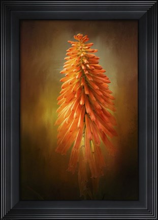 Framed Orange Blast In The Garden Print