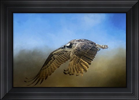 Framed Osprey Over Pickwick Print