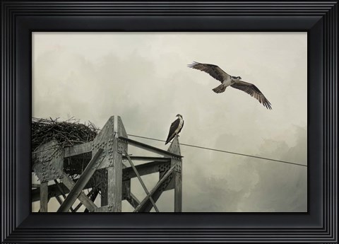 Framed Ospreys At Pickwick Print