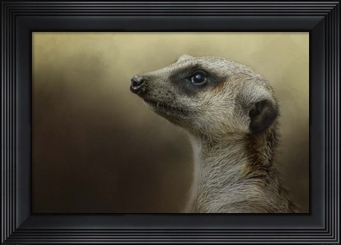 Framed Meerkat Print
