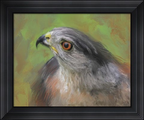 Framed Sharp Shinned Hawk Print