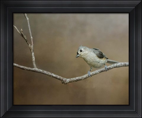 Framed Visiting Tufted Titmouse Print
