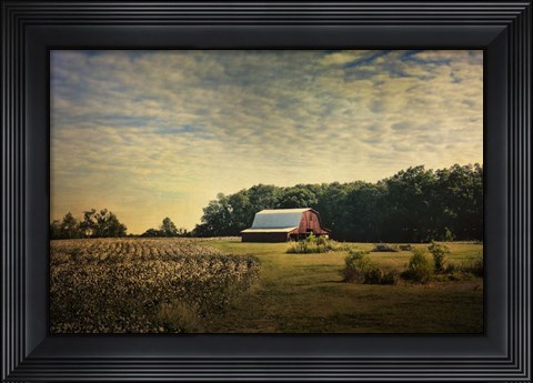 Framed Red Barn At The Cotton Field Print