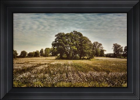 Framed Trees In The Cotton Field Print