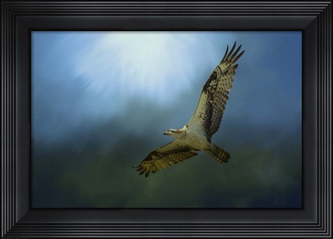 Framed Osprey In The Evening Light Print