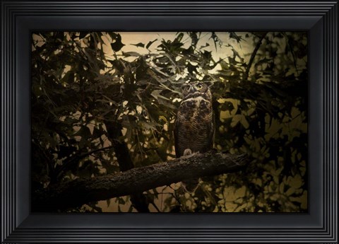 Framed Night of The Owl 3 Print