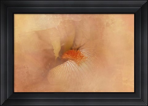 Framed Birth of the Peach Iris Print