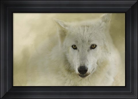 Framed Portrait Of A Timber Wolf Print