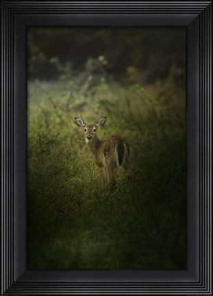 Framed Fawn In The Field Print