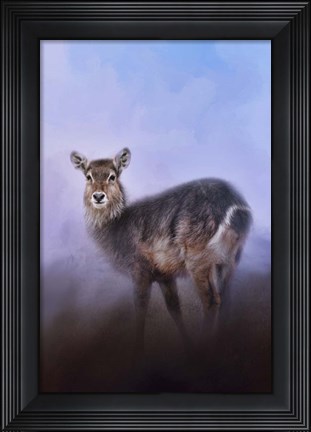 Framed Waterbuck In Winter Print