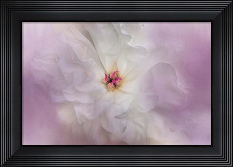 Framed White Peony 4 Print