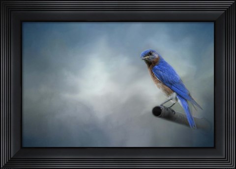 Framed Bluebird On Patrol Print