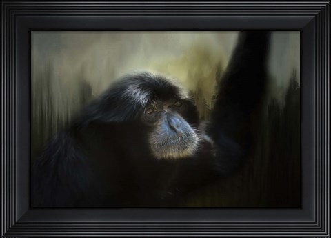 Framed Resting Siamang Ape Print