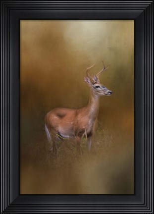 Framed Buck In The Woods Print