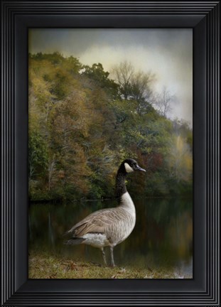 Framed Canadian Goose Print