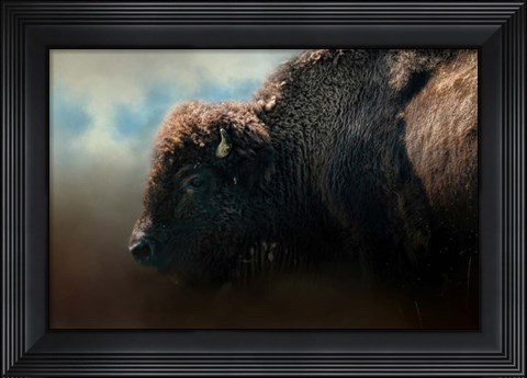 Framed American Bison After The Storm Print