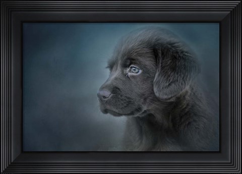 Framed Blue Eyed Puppy Print