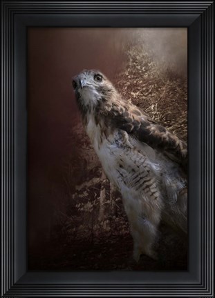 Framed Chickasaw Redtail Print