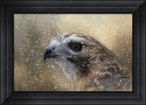 Framed Winter Redtail Print
