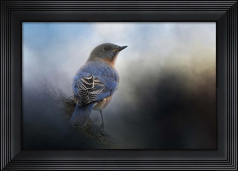Framed Blue Winter Visitor Print