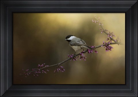 Framed Chickadee In The Golden Light Print