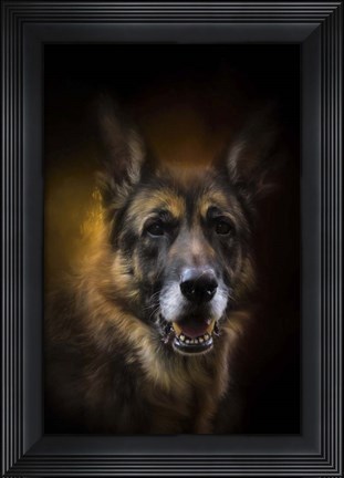 Framed Shepherd Glow Print