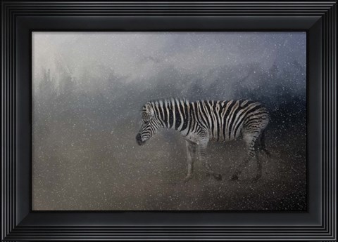 Framed Zebra In A Snow Storm Print