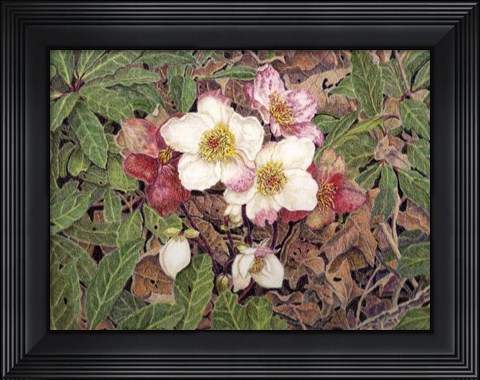 Framed Hellebores Print