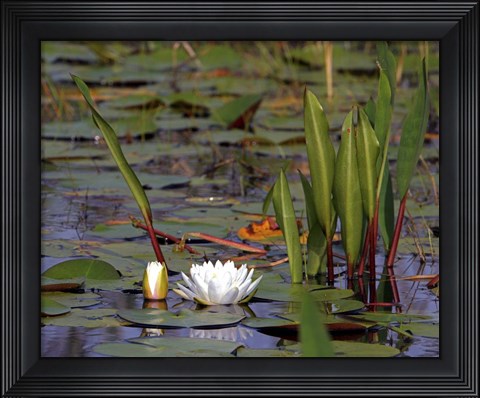 Framed Water Lily Print