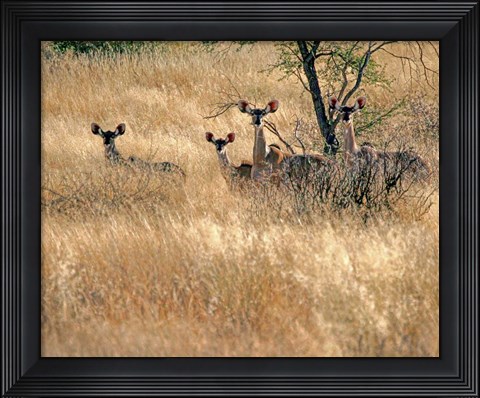 Framed Ears Print