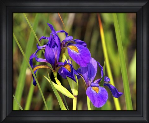Framed Iris Print
