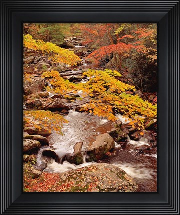 Framed Middle Prong, Treemont Print