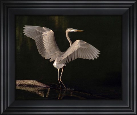 Framed Big Bird Print