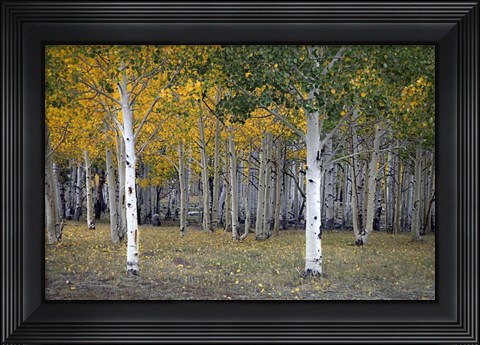 Framed Dixie Forest, UT Print