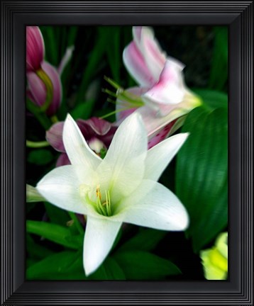 Framed Lily #1 Print