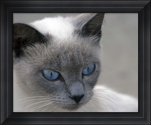 Framed Blue Eyes Print