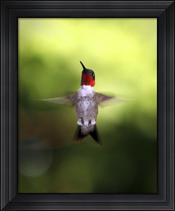 Framed Hummingbird Print