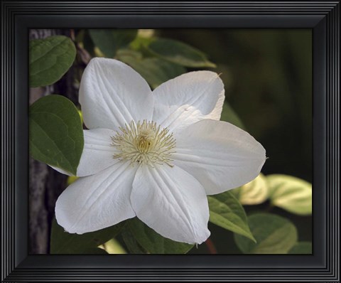 Framed Clematis Print